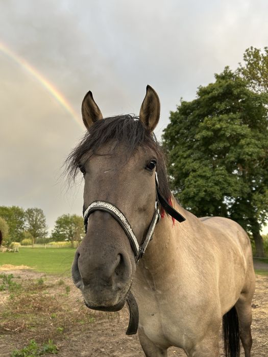 PILNIEE Sprzedam lub zamienia klacz konika polskiego