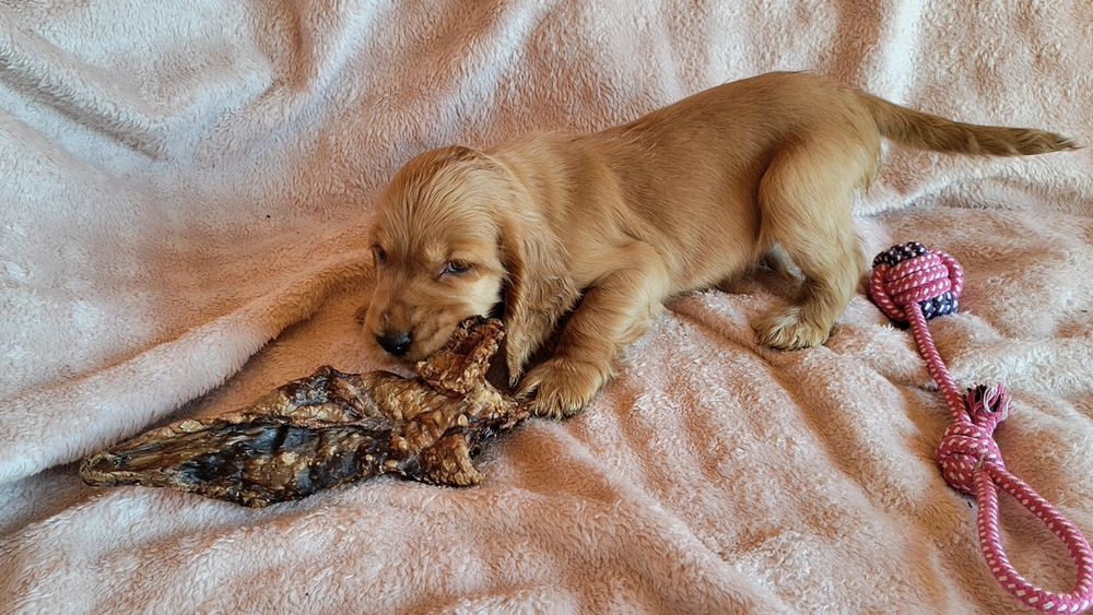 Piesek Cocker spaniel, badania genetyczne