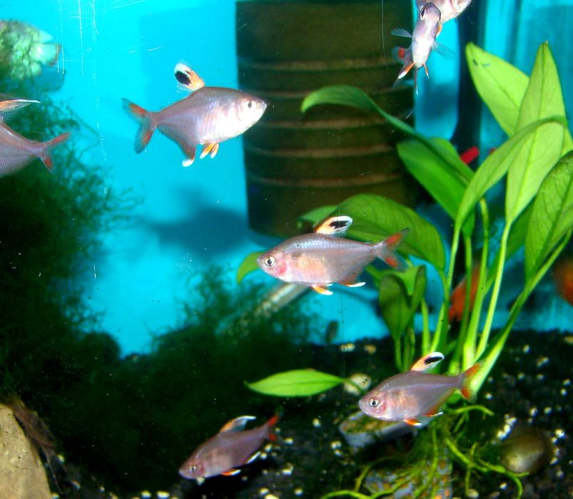 Bystrzyk ozdobny white fin