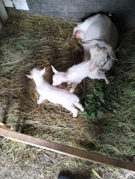 Продам дуже хороших кіз