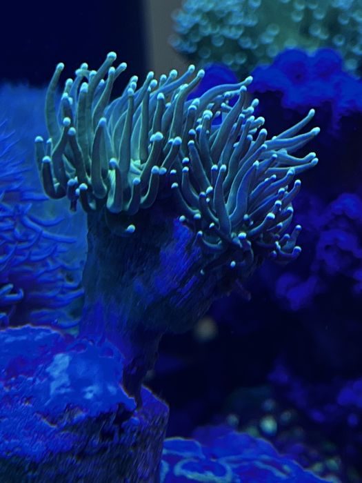 Euphyllia Toxic green