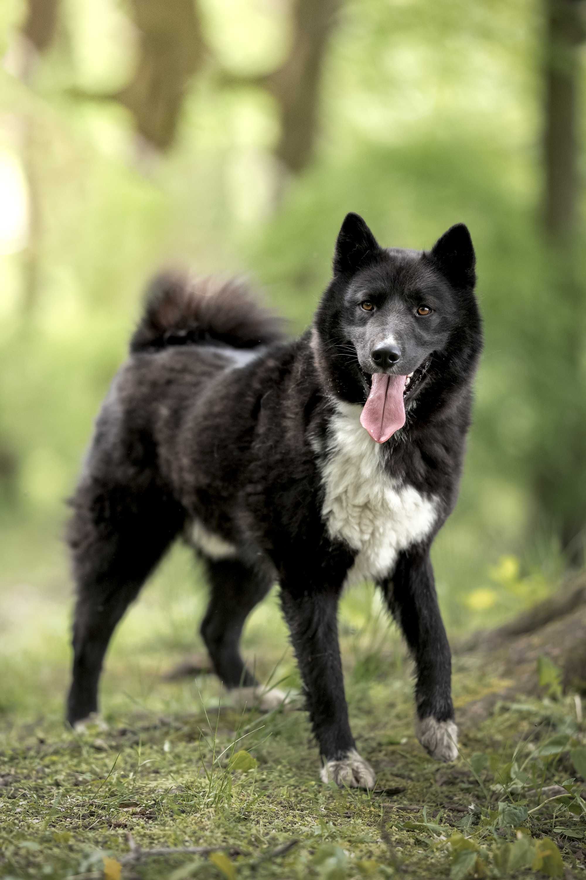 Żwirek poleca się do adopcji