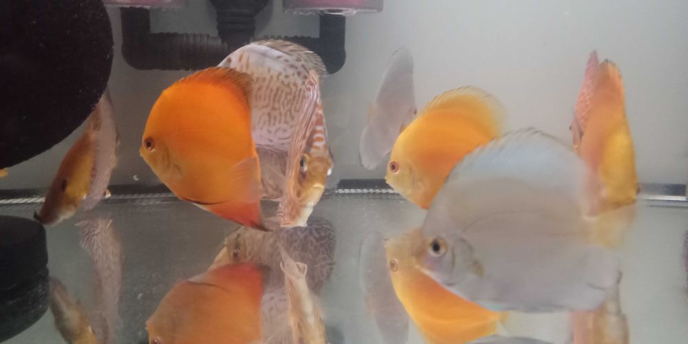 GB Dyskowce Kobalt 4-4,5cm