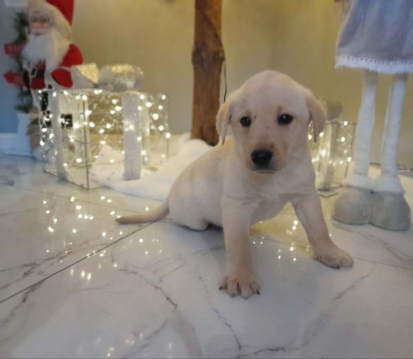 Labrador szczeniak biszkoptowy