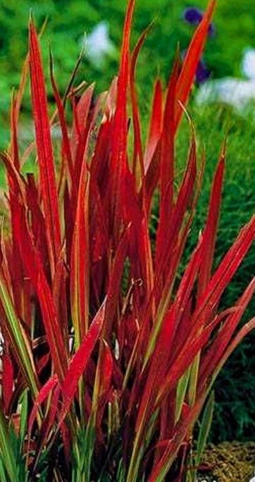 Злаковые растения