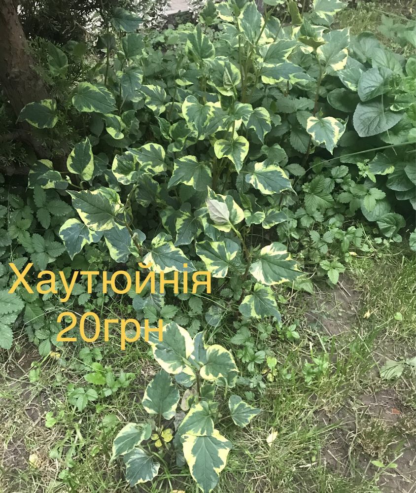 Вербейник, снить, очиток, бересклет - грунтопокривні рослини, квіти