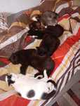 Zwierzaki polecają się do adopcji