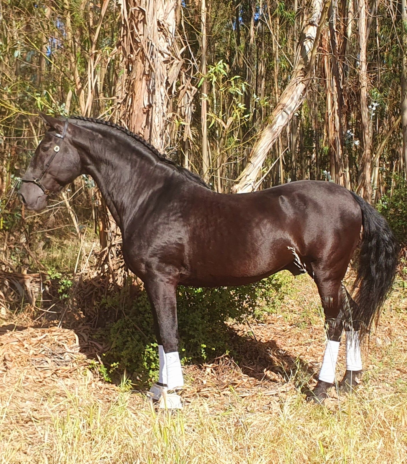 Cavalo preto lusitano