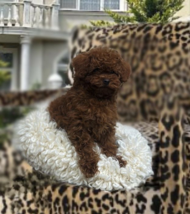 China toy poodle girl red braun Teddy