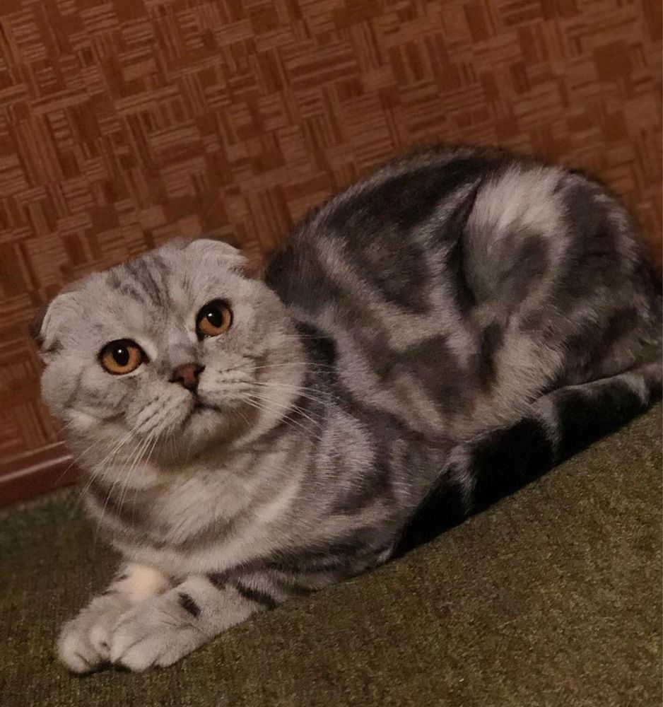 Шотландский вислоухий кот для вязки