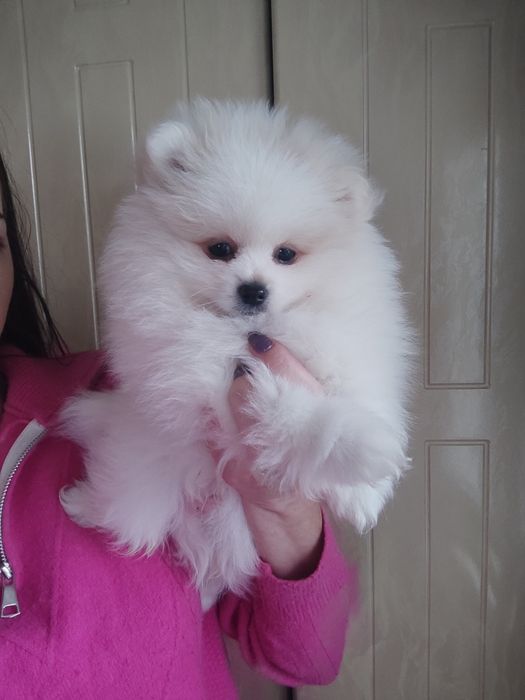 Пати помернского шпица щенки