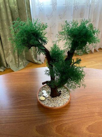 Декоративне дерево Бонсай