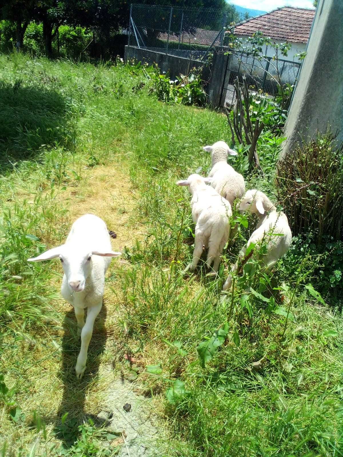 Vendo borregos bem criados!