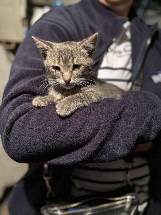 Котик 3 месяца бесплатно