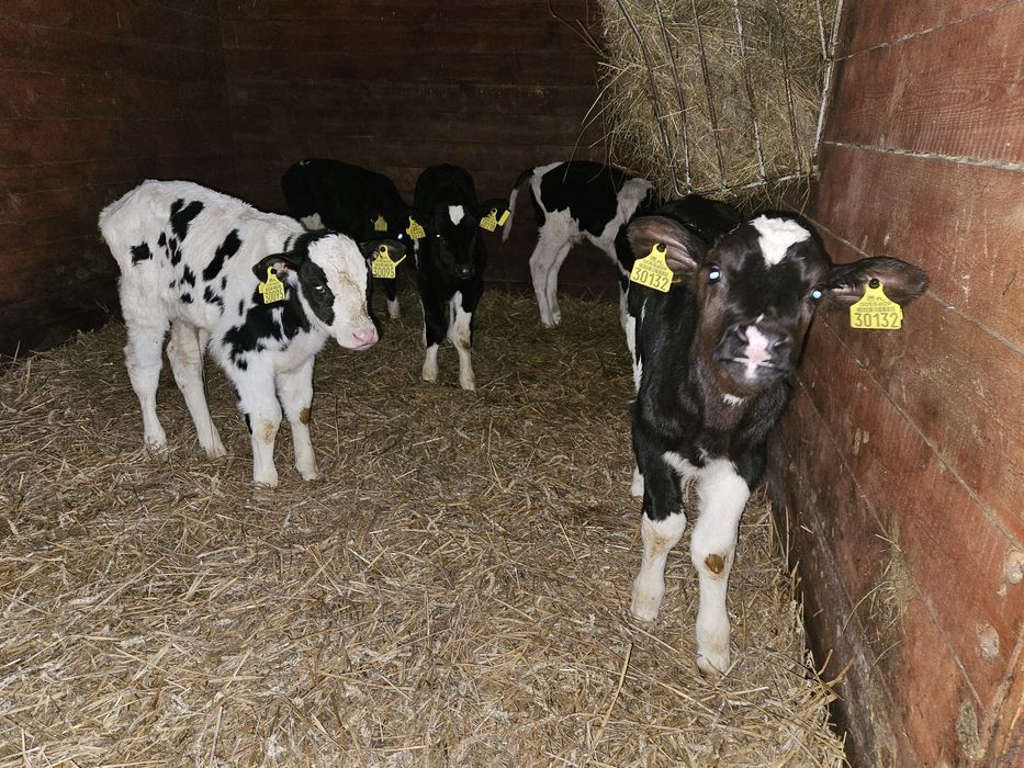 Młode cielęta HF NBC