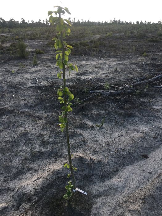 Terreno agricola 6Ha