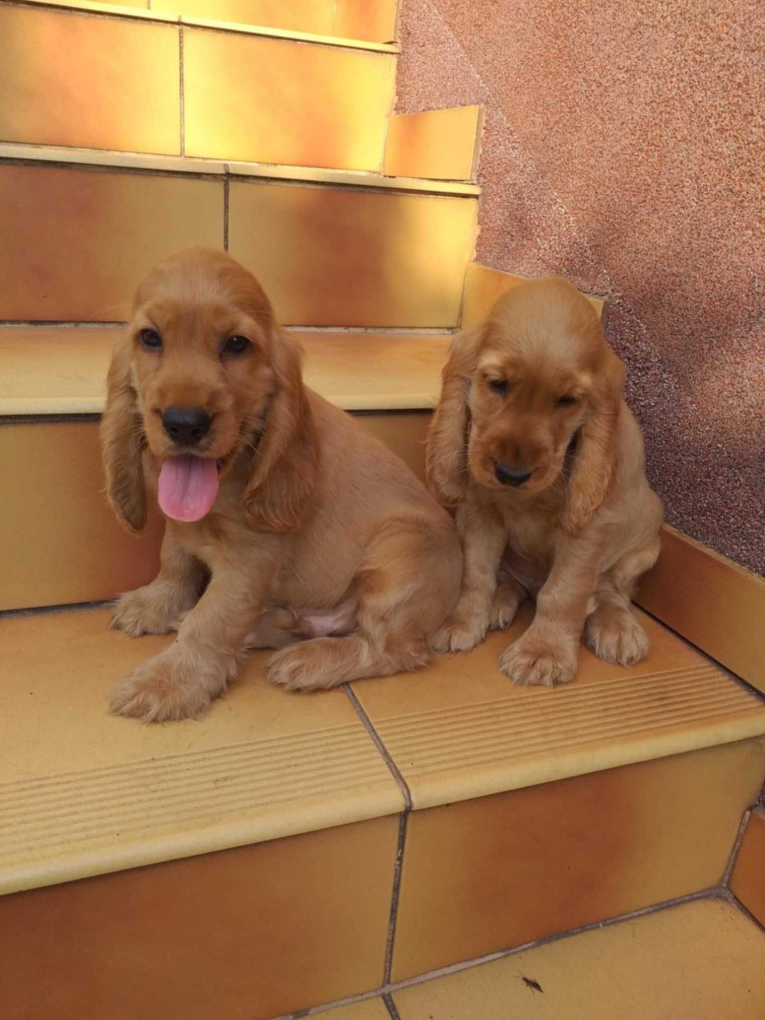 Cocker Spaniel - biszkoptowy