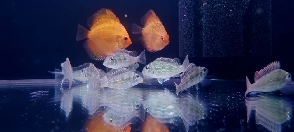 Ziemiojad geophagus sveni