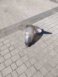 Oprawy lamp parkowych
