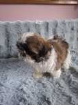 Szczeniak shih-tzu samiec