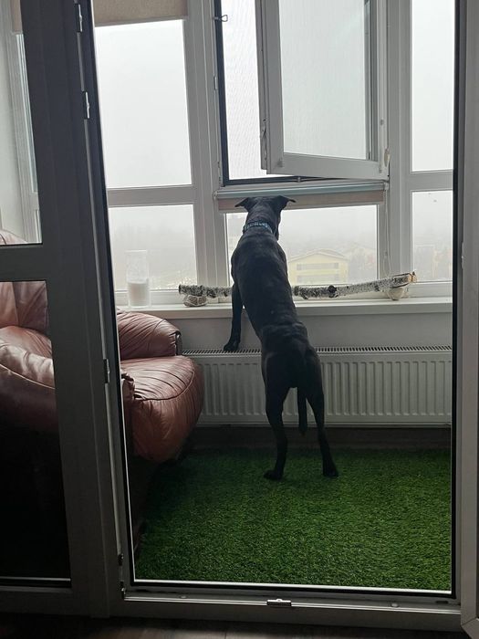 Хлопчик Лабрадор у гарні руки