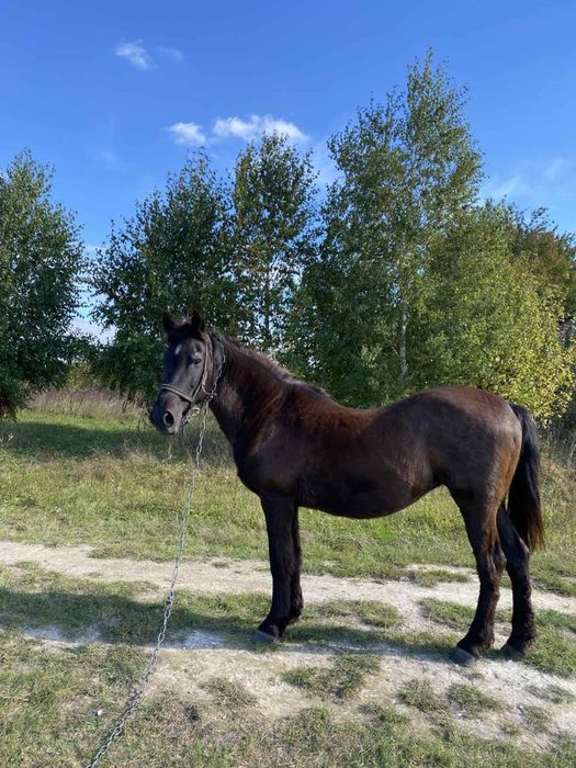 Продам робочу кобилу