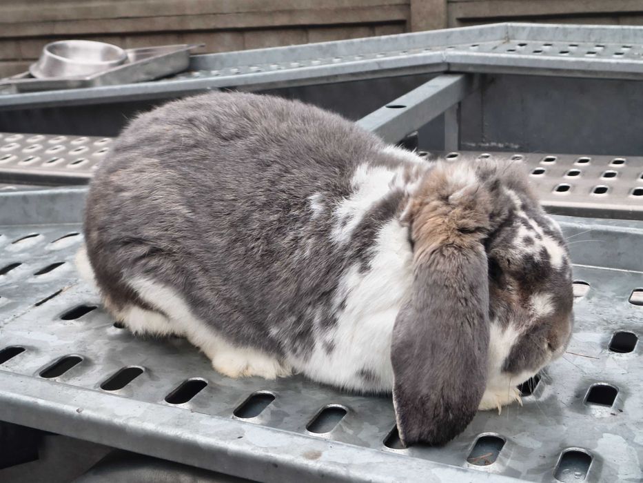 Baran francuski samiec 13miesiecy