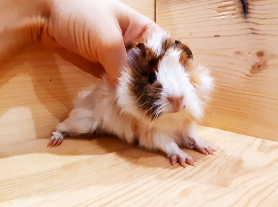 Морские свинки,клетки,корма,аксессуары