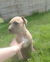 American Staffordshire Terrier piesek Amstaff blue fawn