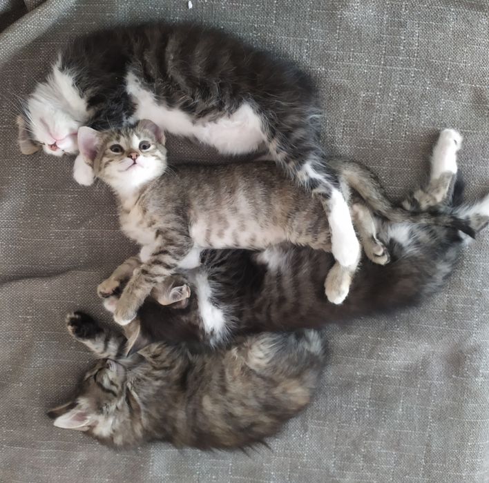 Милые котята бесплатно