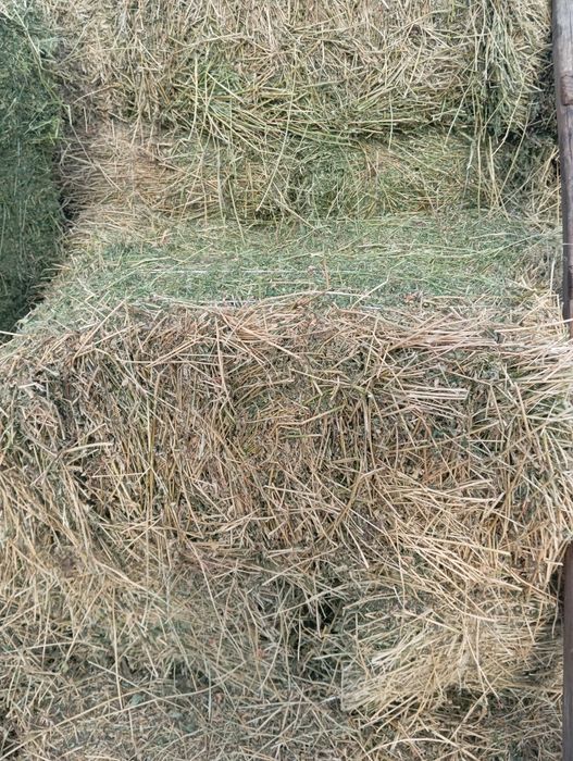 Продам тюки люцерни