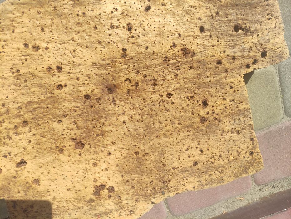 Пробковое дерево