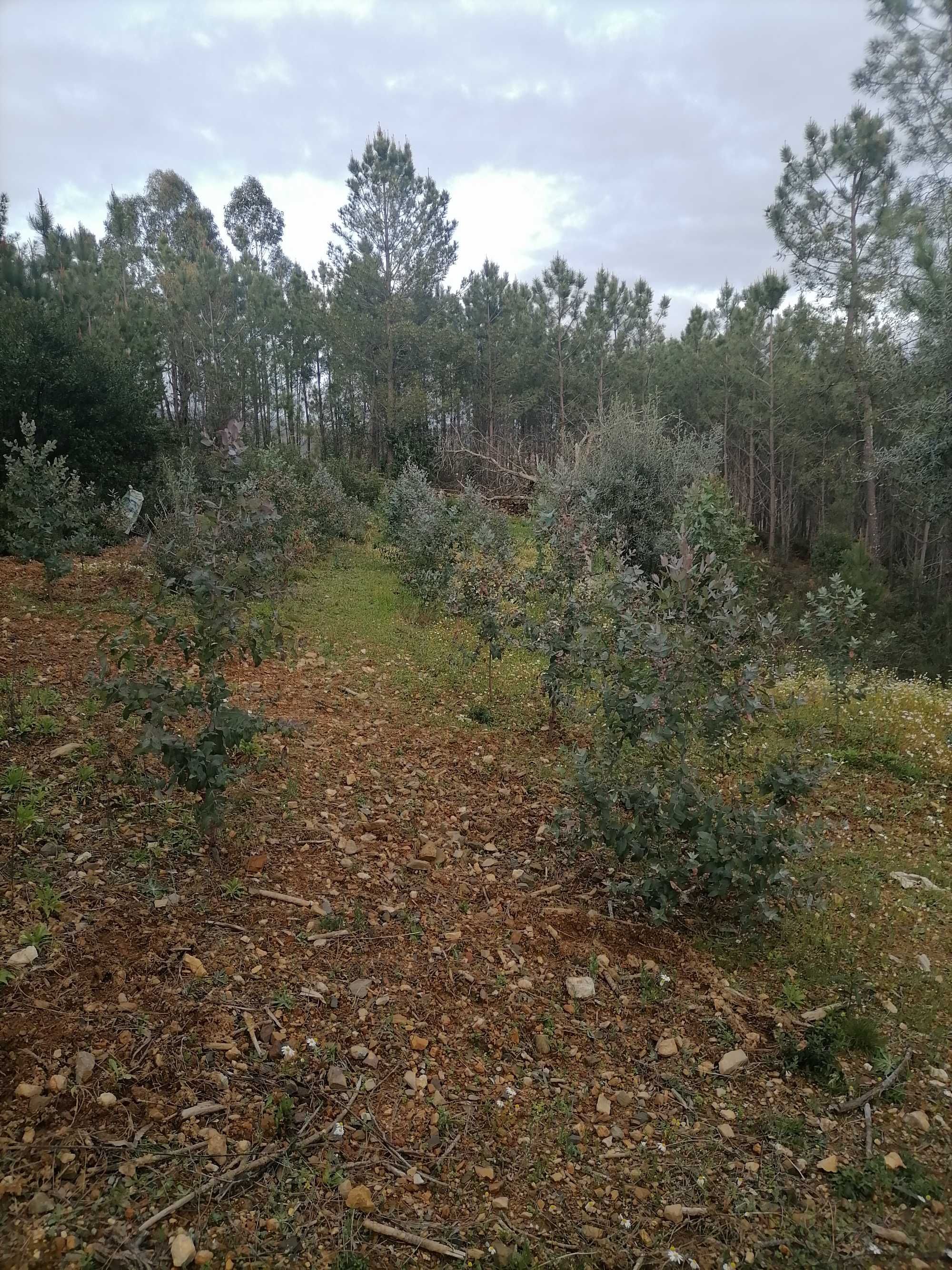 Terreno com eucaliptos e Pinhal 11800m2