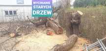 Wycinanie drzew przycinanie tui żywopłotu krzewów zabieranie gałęzi