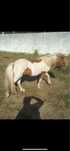 Ponei macho inteiro