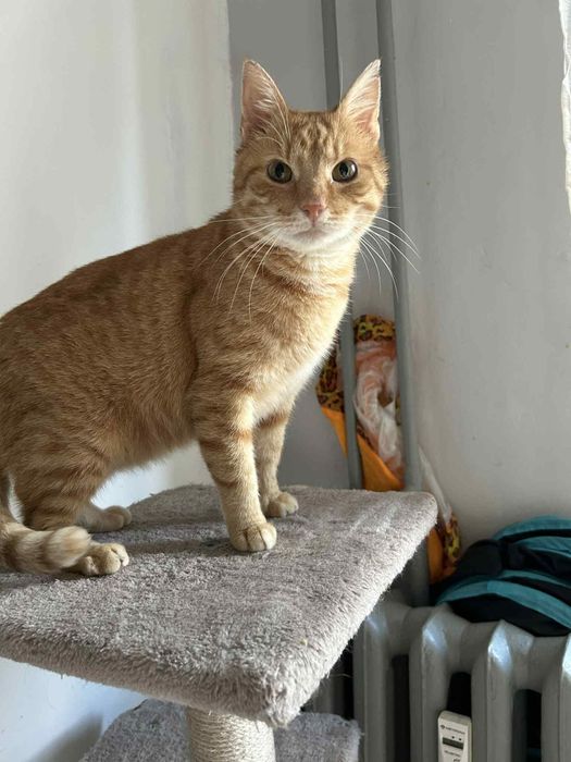 Cudowny Tweety szuka kochającego domku