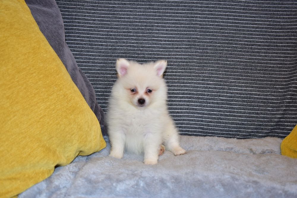 Spitz Alemão macho miniatura