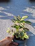 Trzykrotka Quadricolor tradescantia