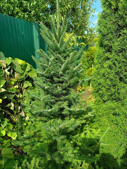 Ялиці -  бальзамічна, біла, інші,  м'яка хвоя від 1,0 до 2,5 метра