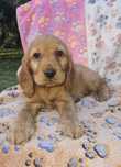 Cocker spaniel rodowodowy suczka