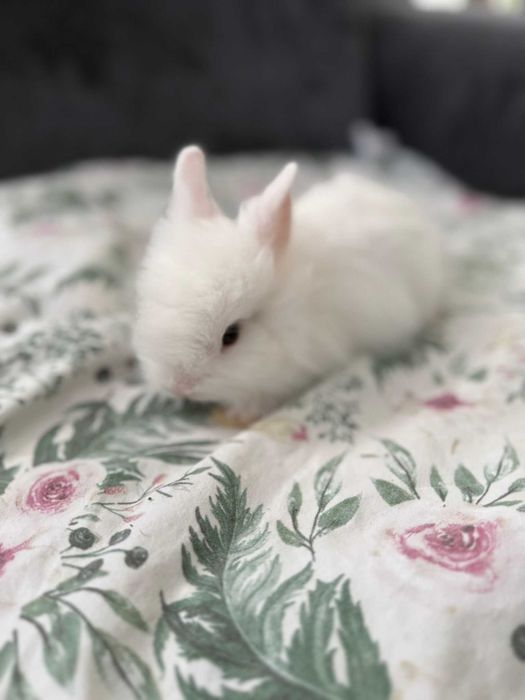 Króliczki karzełek ,teddy mini