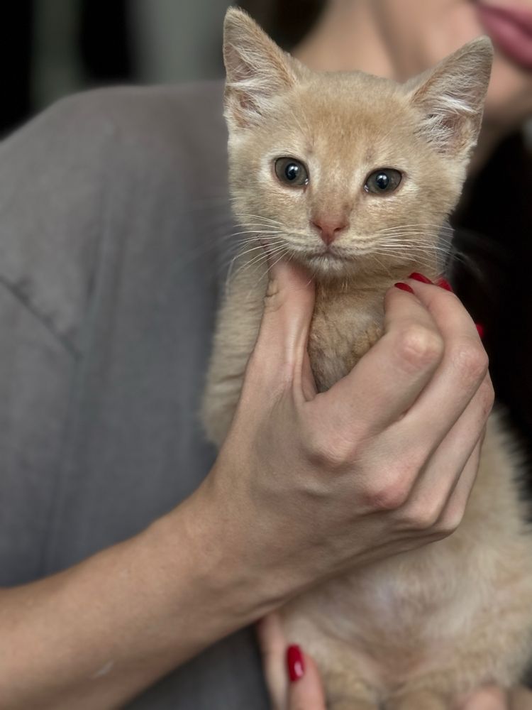 Рудий хлопчик в добрі руки