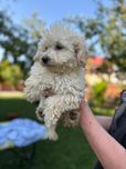 Piesek  Maltipoo  Ojciec FCI