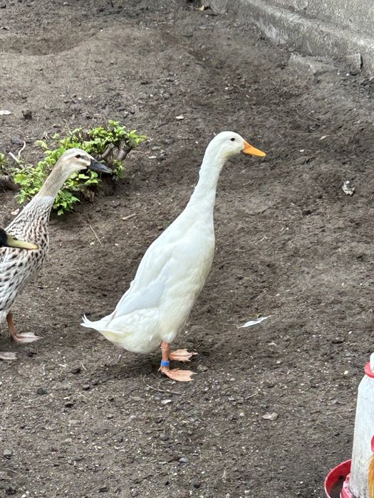 Kaczor Biegus Indyjski