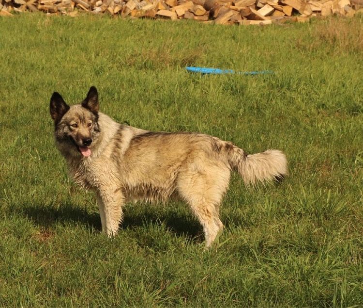 Łagodny i wesoły w typ husky do adopcji