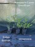 Лохина  2 роки,саджанці жимолості