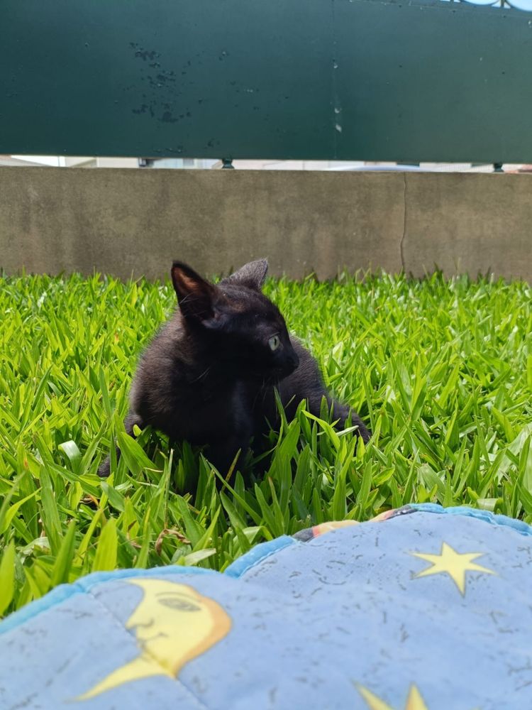 Gatinhos para Adoção