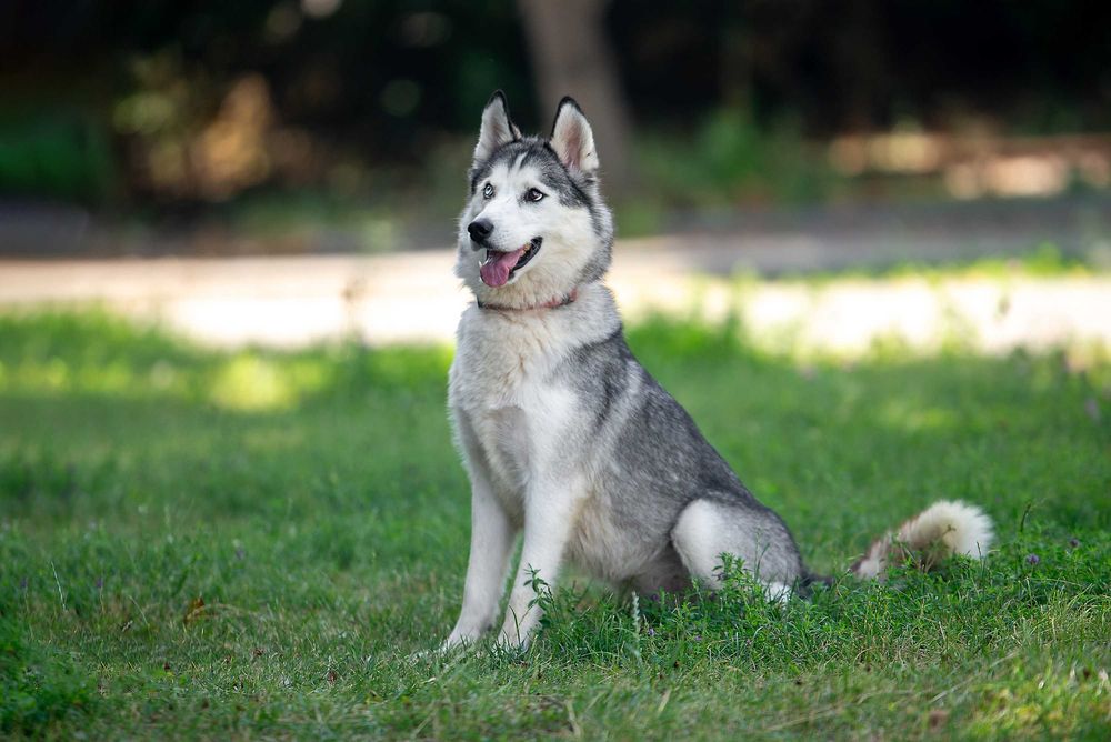 Віддам в добрі руки розумну молоду собаку Бекслі.