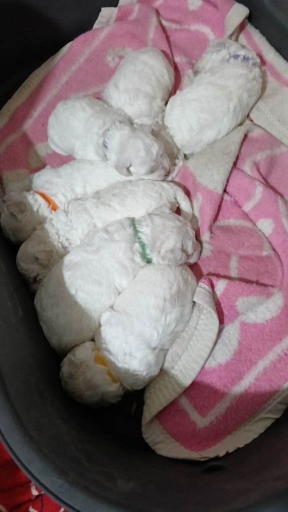 Bichon frise szczeniak piesek
