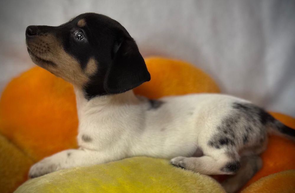 Jamnik miniaturowy piebald merle jedyny w swoim rodzaju piesek.